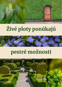 Živé ploty ponúkajú pestré možnosti